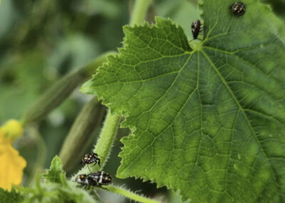 Zuidelijke groene stinkwants steeds vaker in komkommerteelt