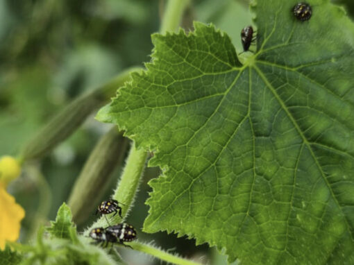 Zuidelijke groene stinkwants steeds vaker in komkommerteelt