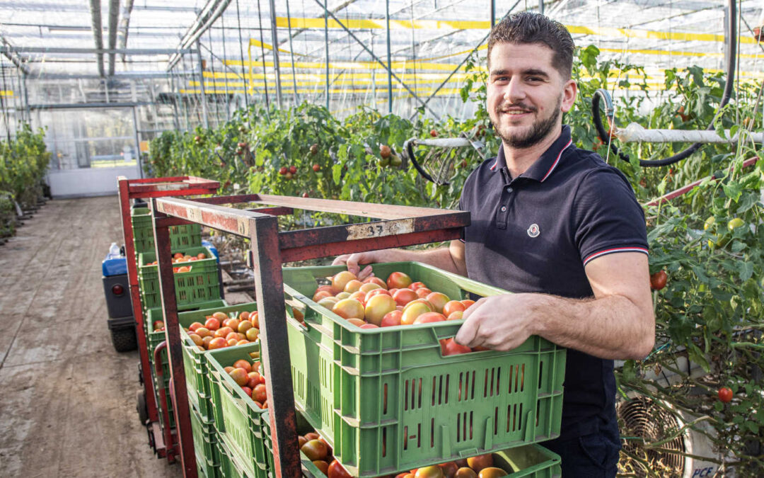 ‘Deze tomaat geeft ons onderscheidend vermogen in de markt’