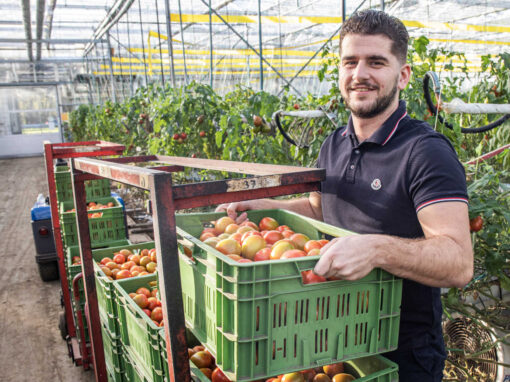 ‘Deze tomaat geeft ons onderscheidend vermogen in de markt’