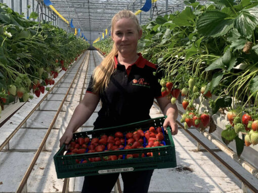 ‘Consument bepaalt uiteindelijk of een aardbei in de smaak valt’