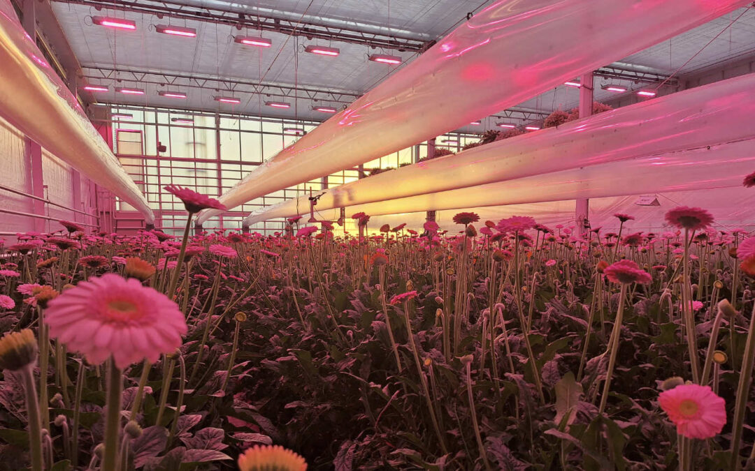 Identieke ervaringen LED-lichtbenutting bij gerbera en tomaat