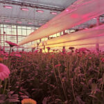 Identieke ervaringen LED-lichtbenutting bij gerbera en tomaat