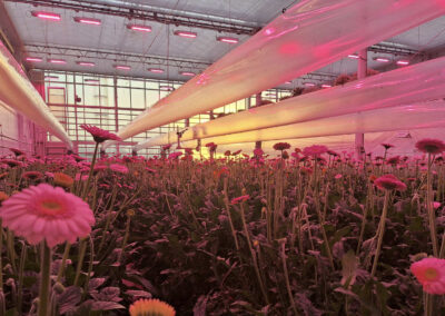 Identieke ervaringen LED-lichtbenutting bij gerbera en tomaat