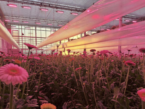 Identieke ervaringen LED-lichtbenutting bij gerbera en tomaat