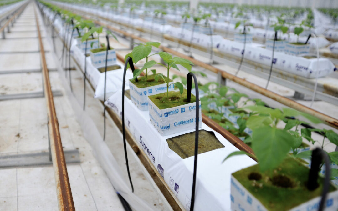 Desinfectie- en reinigingsmiddelen op juiste manier gebruiken