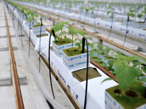 Desinfectie- en reinigingsmiddelen op juiste manier gebruiken