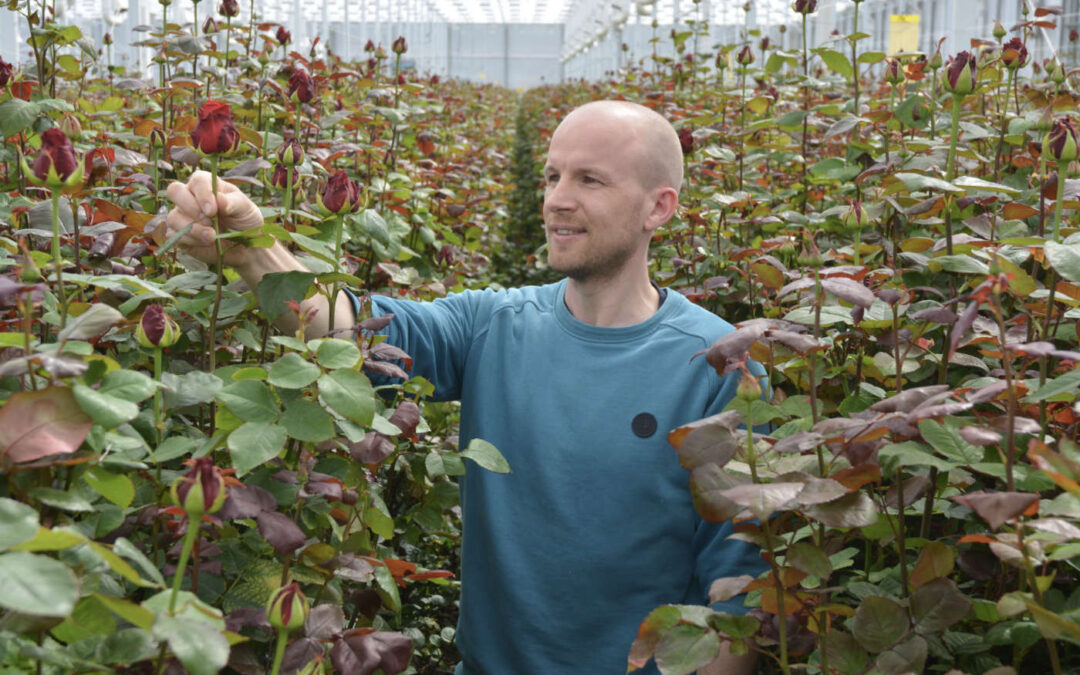 Bart van Os: ‘Met Serenade blijven we echte meeldauw de baas’