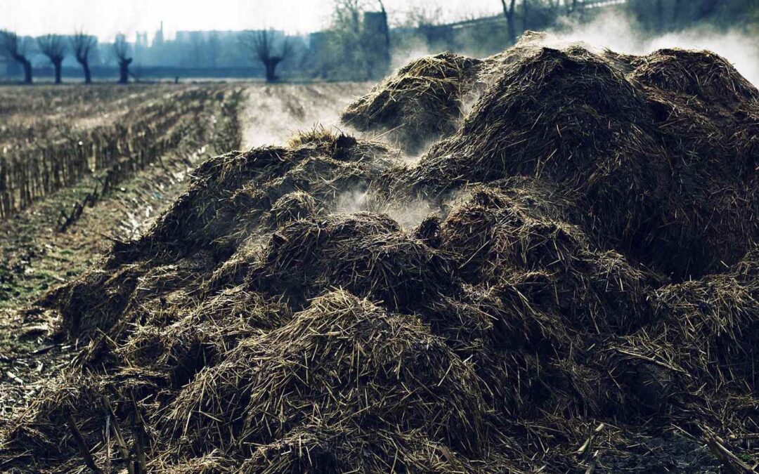 Is dierlijke mest bruikbaar als grondstof voor groeimedia?