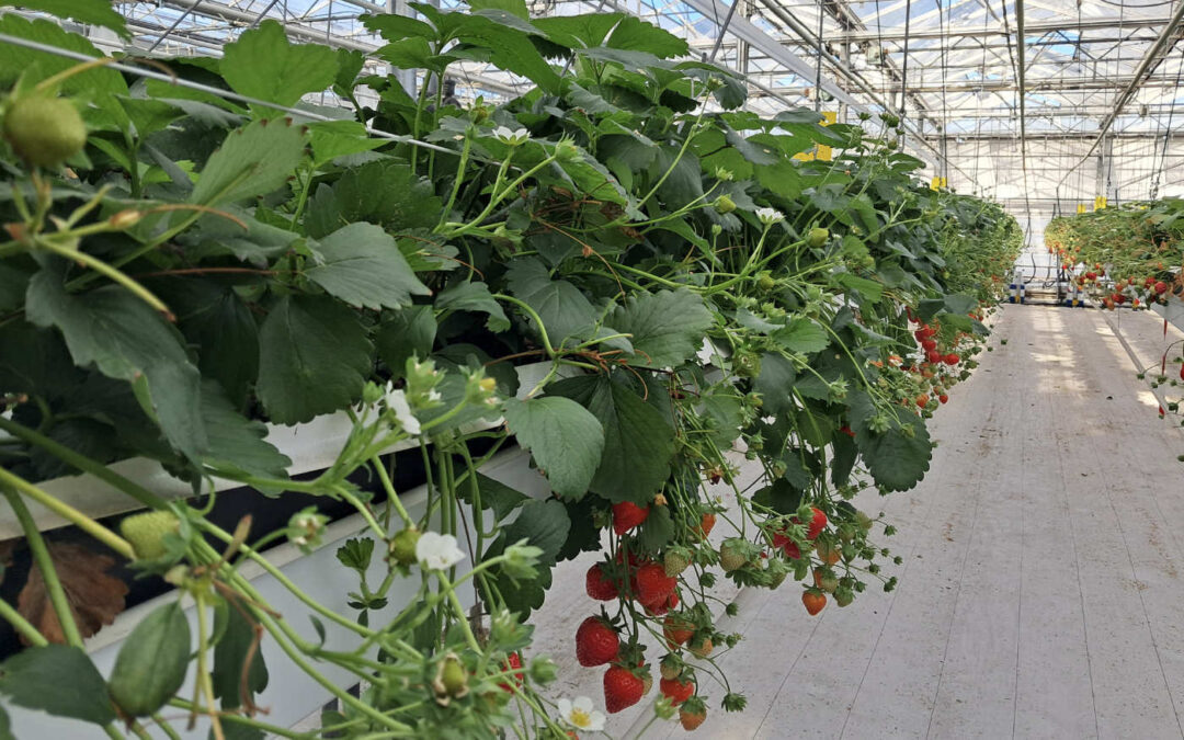 Combinatie minerale en organische mest geeft vitaler gewas