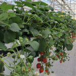Combinatie minerale en organische mest geeft vitaler gewas