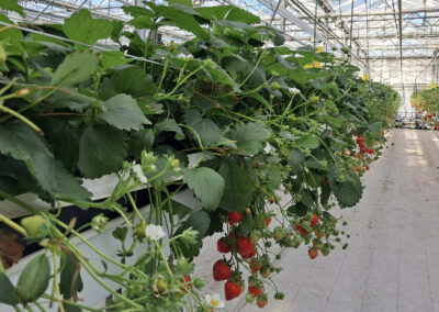 Combinatie minerale en organische mest geeft vitaler gewas
