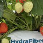 Houtvezel in opmars: organisch substraat wint terrein in de kas