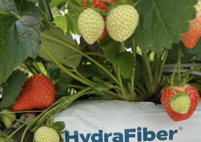 Houtvezel in opmars: organisch substraat wint terrein in de kas