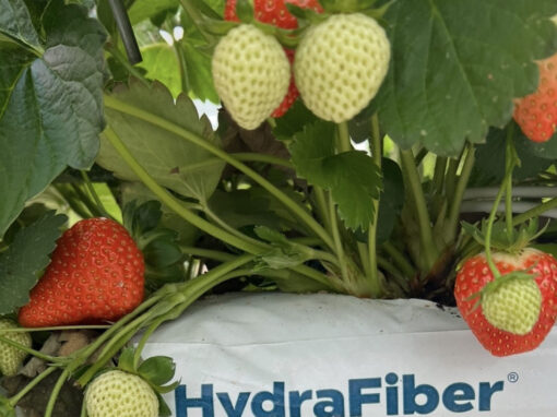 Houtvezel in opmars: organisch substraat wint terrein in de kas