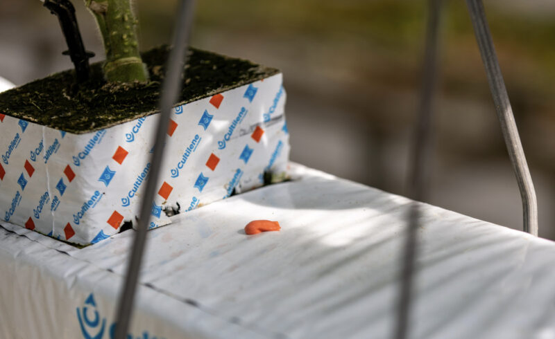 Nieuwsbrief_onderglas_AFN