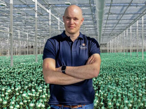 ‘Pluischrysant kan onze uitbreiding in de markt wel aan’
