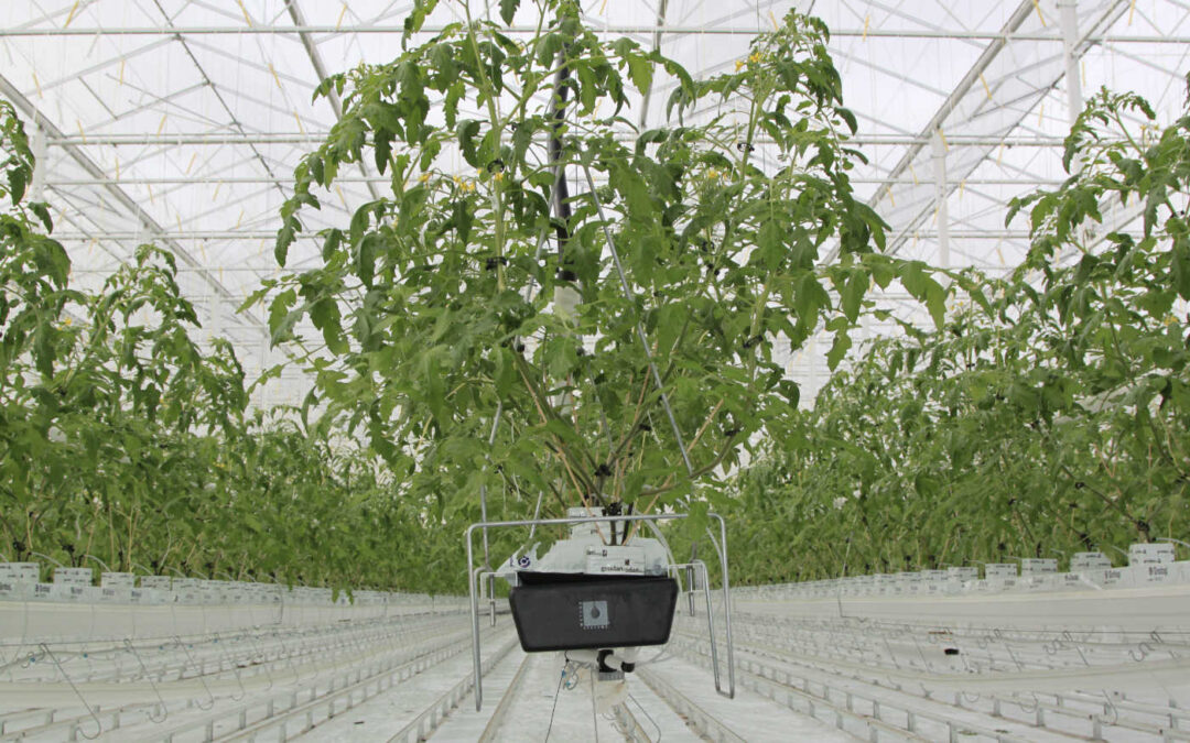 ‘Zorgen om zomerplanting vanwege energiesituatie en virus’
