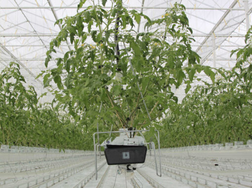 ‘Zorgen om zomerplanting vanwege energiesituatie en virus’