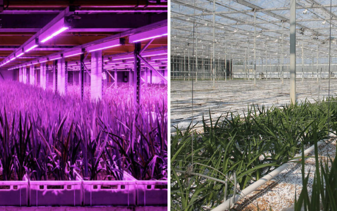 Vergelijking van trekteelt freesia in vertical farm en kas