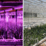 Vergelijking van trekteelt freesia in vertical farm en kas