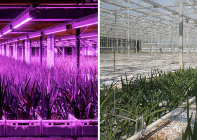 Vergelijking van trekteelt freesia in vertical farm en kas