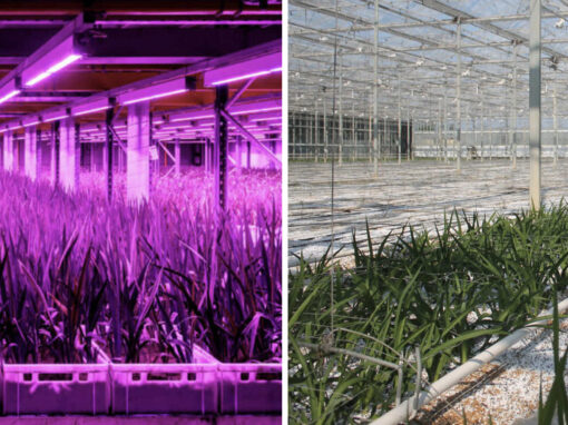 Vergelijking van trekteelt freesia in vertical farm en kas