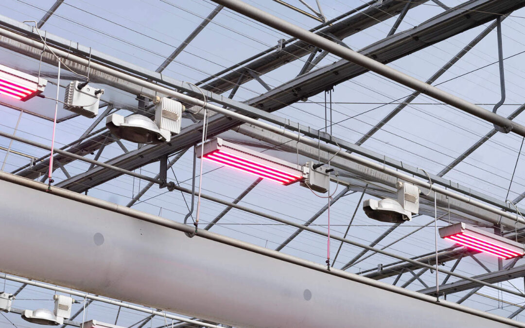 Nederlandse tuinbouw voldoende veerkrachtig in onzekere tijden
