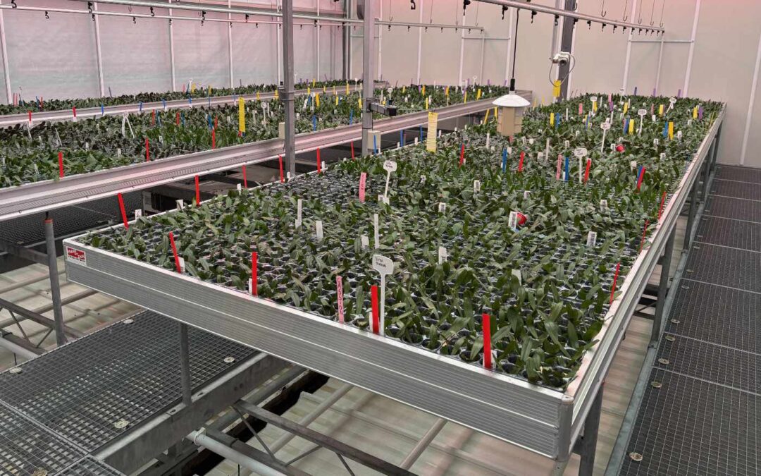Wat is de rol van bioflavanoïden in biostimulanten?