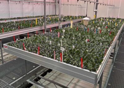 Wat is de rol van bioflavanoïden in biostimulanten?