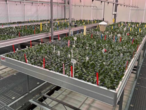 Wat is de rol van bioflavanoïden in biostimulanten?