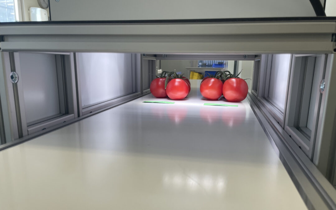 Tomaten sorteren voordat ze in de verpakkingshal aankomen