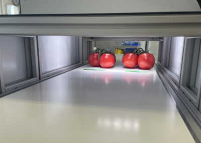 Tomaten sorteren voordat ze in de verpakkingshal aankomen