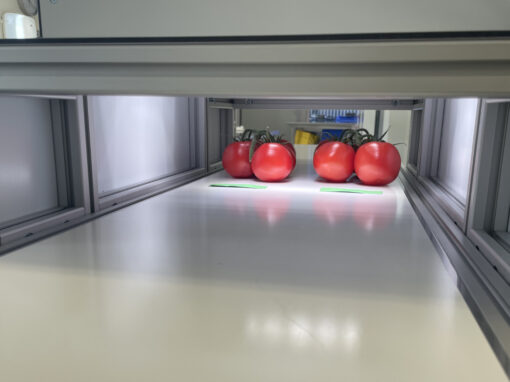 Tomaten sorteren voordat ze in de verpakkingshal aankomen