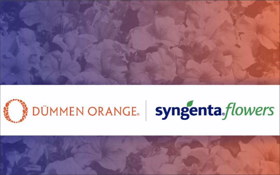 Dümmen Orange en Syngenta Flowers willen krachten bundelen