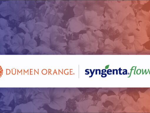 Dümmen Orange en Syngenta Flowers willen krachten bundelen