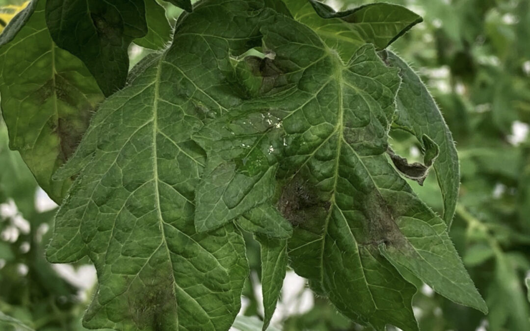 Phytophthora in tuinbouw: van dreiging naar beheersbaar risico