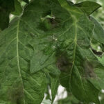 Phytophthora in tuinbouw: van dreiging naar beheersbaar risico