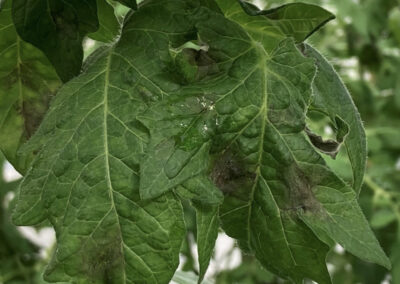 Phytophthora in tuinbouw: van dreiging naar beheersbaar risico