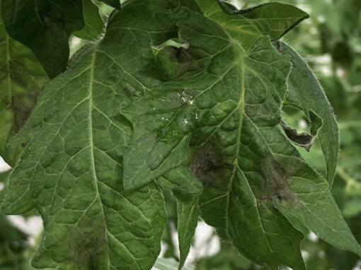 Phytophthora in tuinbouw: van dreiging naar beheersbaar risico