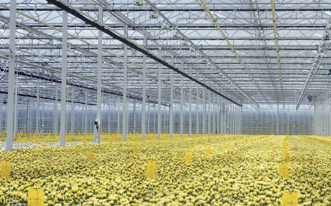 ‘Zomerklimaat vraagt specifieke maatregelen in chrysantenteelt’