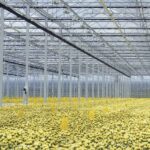 ‘Zomerklimaat vraagt specifieke maatregelen in chrysantenteelt’