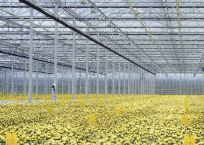 ‘Zomerklimaat vraagt specifieke maatregelen in chrysantenteelt’