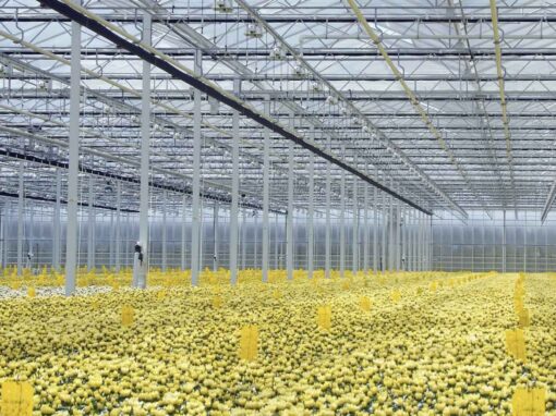 ‘Zomerklimaat vraagt specifieke maatregelen in chrysantenteelt’