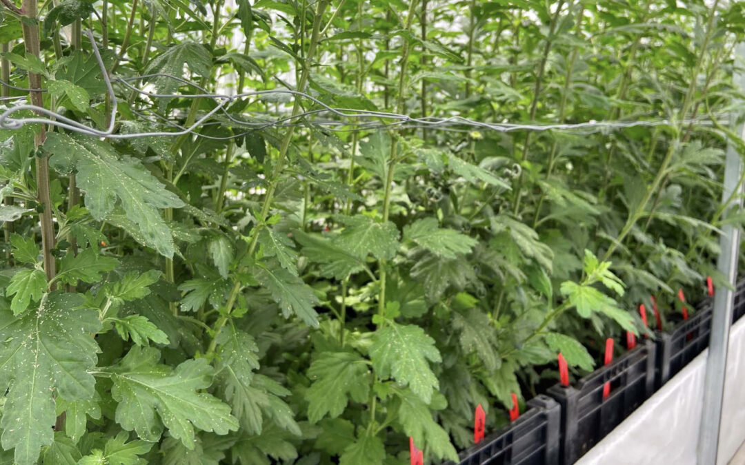 Verkenning naar genetische resistentie tegen perzikbladluis