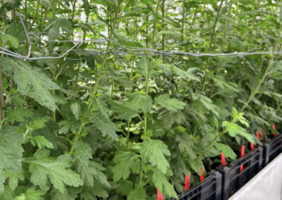 Verkenning naar genetische resistentie tegen perzikbladluis