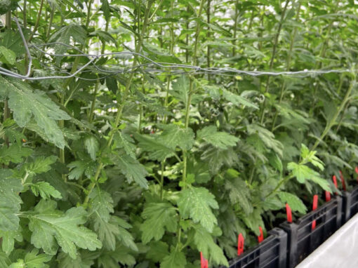 Verkenning naar genetische resistentie tegen perzikbladluis
