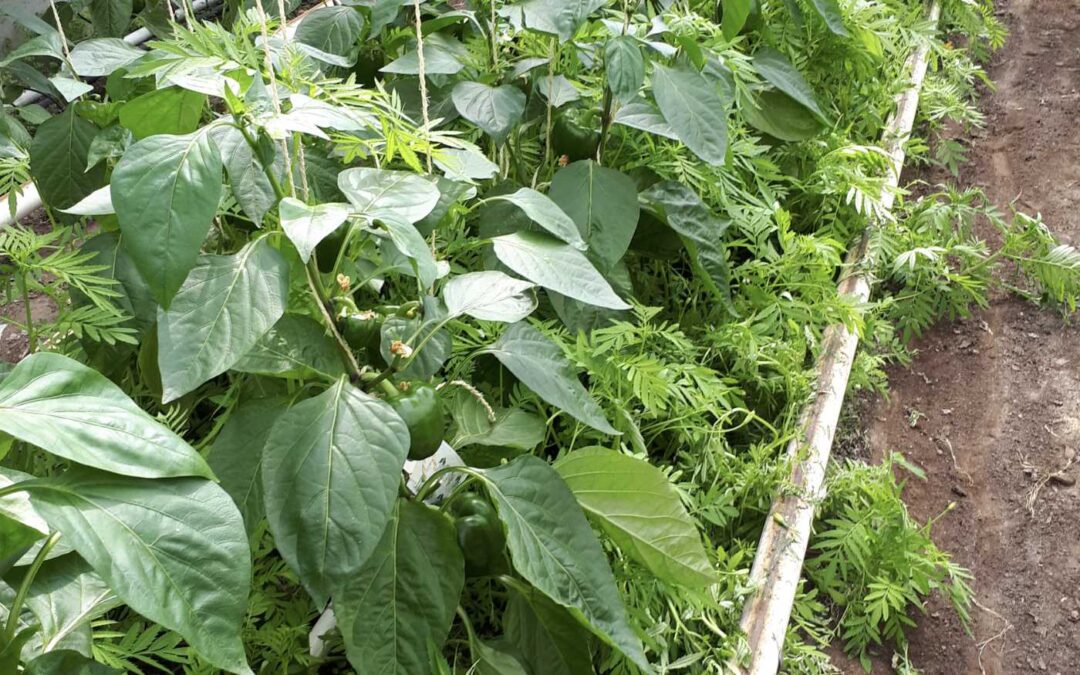 Multifunctionele planten in de biologische glastuinbouw