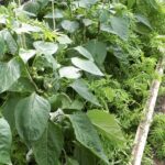 Multifunctionele planten in de biologische glastuinbouw