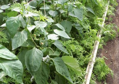 Multifunctionele planten in de biologische glastuinbouw
